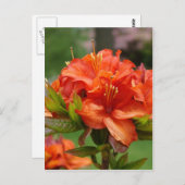 AZALEA FLEURS 14 Orange Azaleas Cartes Cadeaux Mug (Devant / Derrière)