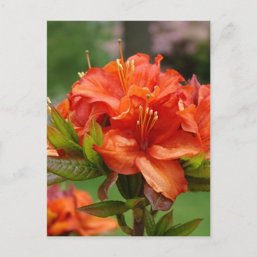 AZALEA FLEURS 14 Orange Azaleas Cartes Cadeaux Mug (Devant)