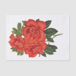 Azalea (indica) Grand Duchess, ontkoppeling Tissuepapier