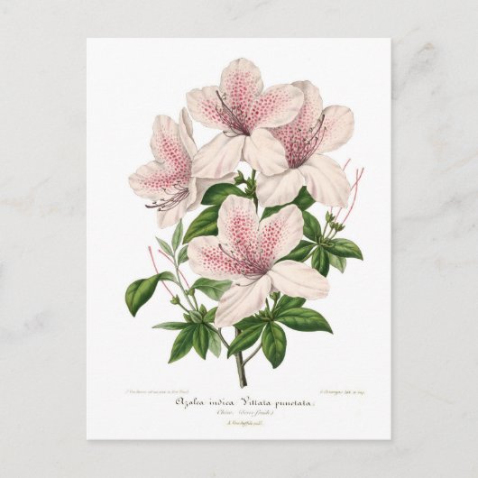 Azalea indica - vittata punctata briefkaart (Voorkant)