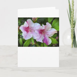 Azalea, Kaart