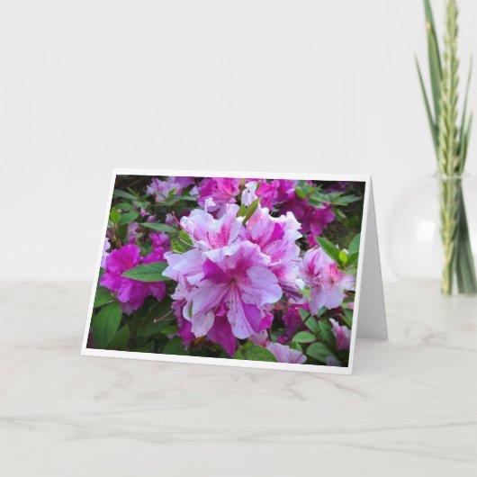 Azalea, kaart (Voorkant)