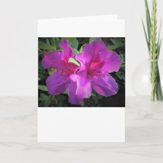 Azalea, kaart (Voorkant)