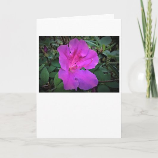 Azalea, kaart (Voorkant)