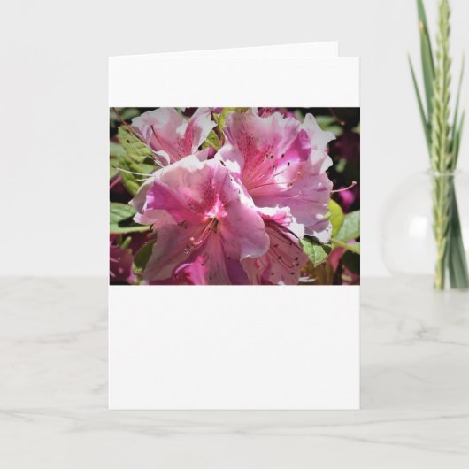 Azalea, kaart (Voorkant)
