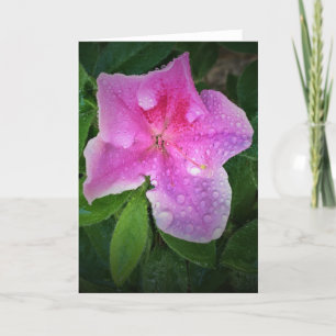 Azalea, kaart