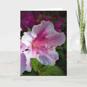 Azalea, kaart