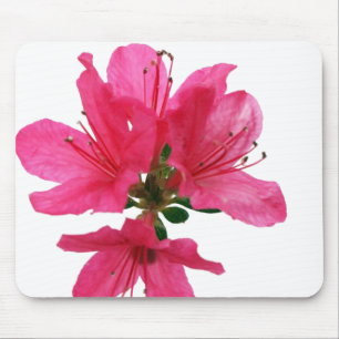 Azalea Muismat