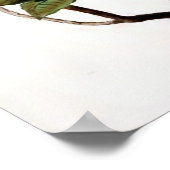 "Azalea Pontica" ventilatorillustratie Poster (Hoek)