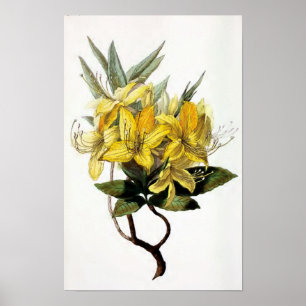 "Azalea Pontica" ventilatorillustratie Poster