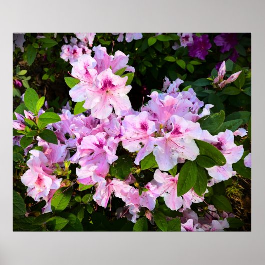 Azalea Poster (Voorkant)