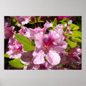 Azalea Poster (Voorkant)