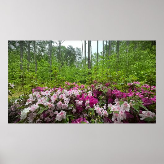Azalea Poster (Voorkant)