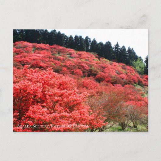 Azalea Scenery:Briefkaart Briefkaart (Voorkant)