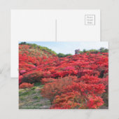 Azalea Scenery [Briefkaart] Briefkaart (Voorkant / Achterkant)