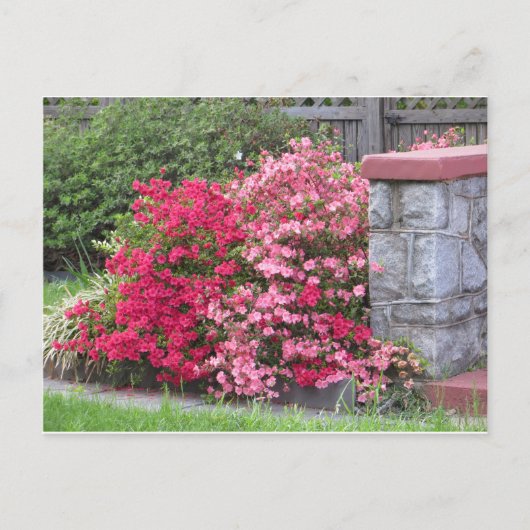 Azalea Wall Briefkaart (Voorkant)