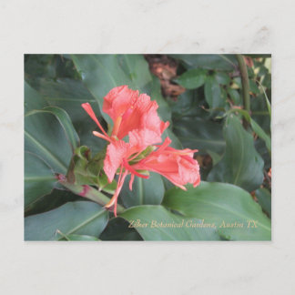 Azalea, Zilker Botanical Gardens, Austin TX Briefkaart