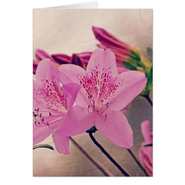 Azaleas (Voorkant)
