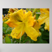 AZALEAS 10 Fleurs Jaunes Azalea Posters d'Art Impr (Devant)