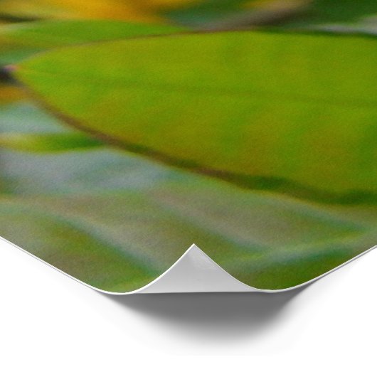 AZALEAS 10 Fleurs Jaunes Azalea Posters d'Art Impr (Coin)