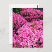 Azaleas Briefkaart (Voorkant / Achterkant)