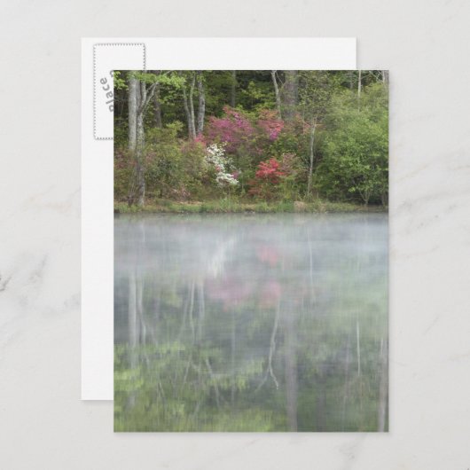 Azalea's die in het vroege stadium in een vijver t briefkaart (Voorkant / Achterkant)