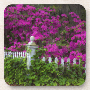 Azalea's in de lente op het historische eiland Hop Onderzetter