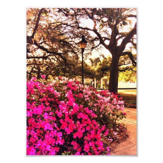 Azaleas in Forsyth Park Foto Afdruk (Voorkant)