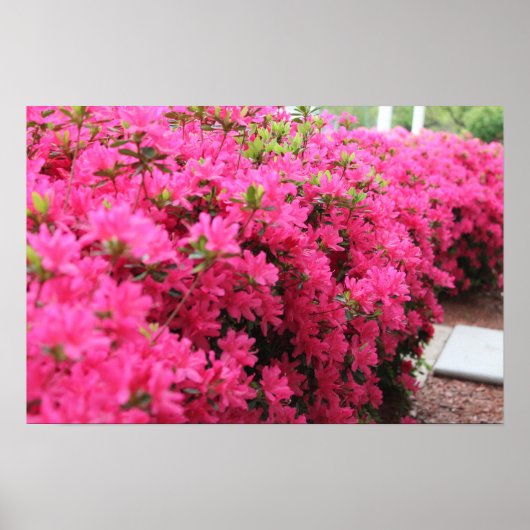 Azalea's in het volste Bloom Poster (Voorkant)