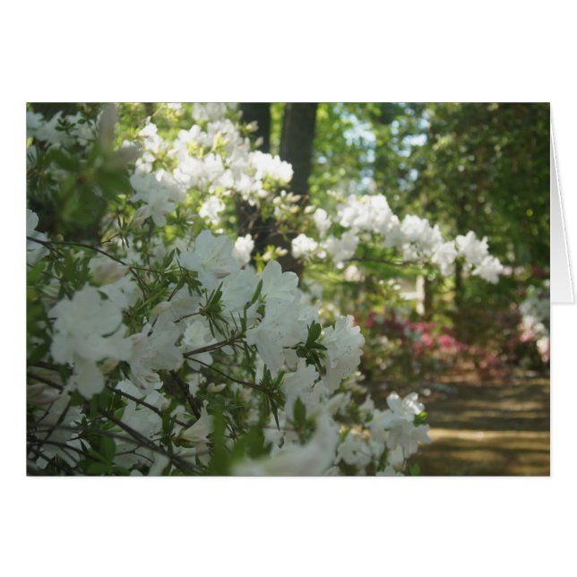 Azaleas in het wit (Voorkant Horizontaal)