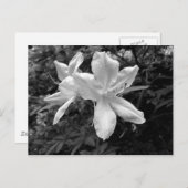 Azaleas/Rhododendrons in B&W Briefkaart (Voorkant / Achterkant)
