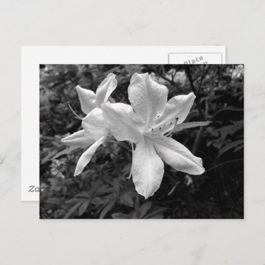 Azaleas/Rhododendrons in B&W Briefkaart (Voorkant / Achterkant)