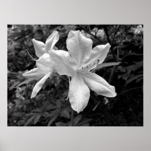 Azaleas/Rhododendrons in B&W Poster