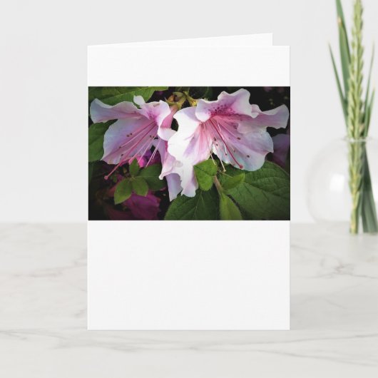 Azalée, carte (Devant)