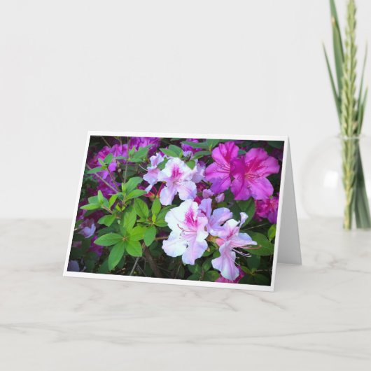 Azalée, carte (Devant)