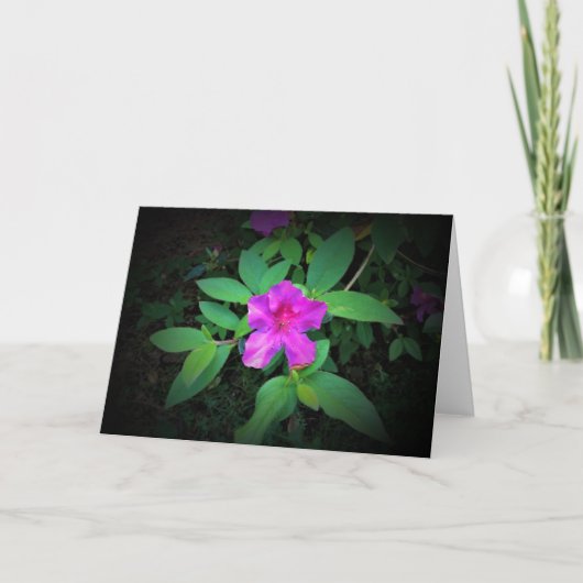 Azalée, carte (Devant)