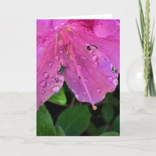 Azalée, carte (Devant)