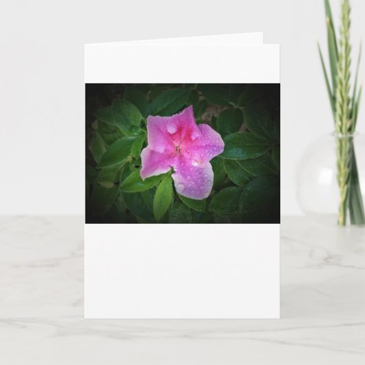 Azalée, carte (Devant)