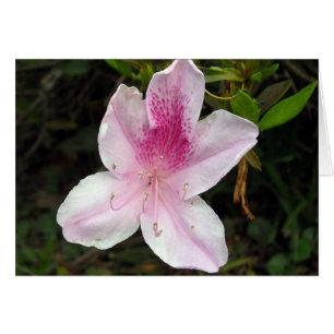 Azalée rose et blanche