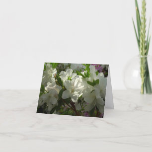 Azalées blanches ensoleillées Belles fleurs de pri