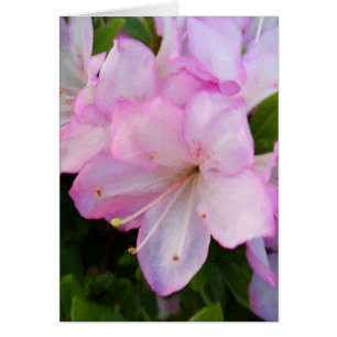 Azalées roses