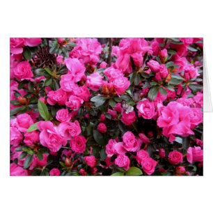 Azalées roses
