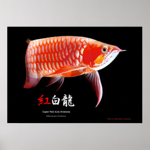 Aziatische Arowana (Rode Type) Poster