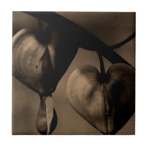 Aziatische bloeding-Heart lamprocapnos Kunstfoto Tegeltje