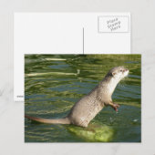 Aziatische geelotter briefkaart (Voorkant / Achterkant)