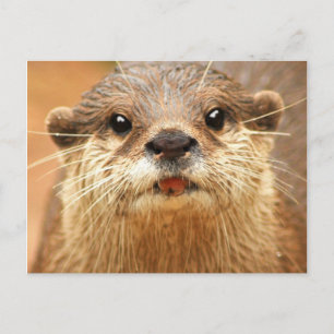 Aziatische Kleine Gekrabde Otter Briefkaart