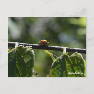 aziatische lieveheersbeestenvlinder briefkaart
