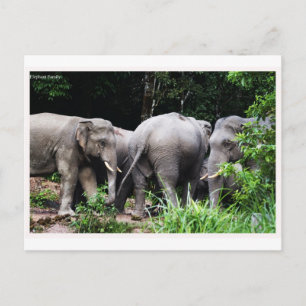 Aziatische olifant briefkaart
