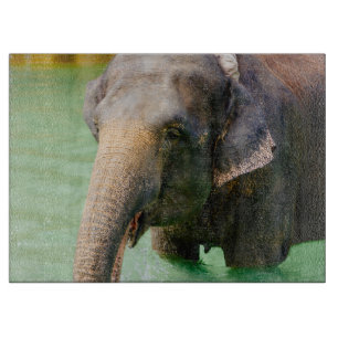 Aziatische olifant in groen water, dierfoto snijplank