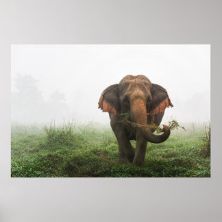 Aziatische olifant in Thailand Poster